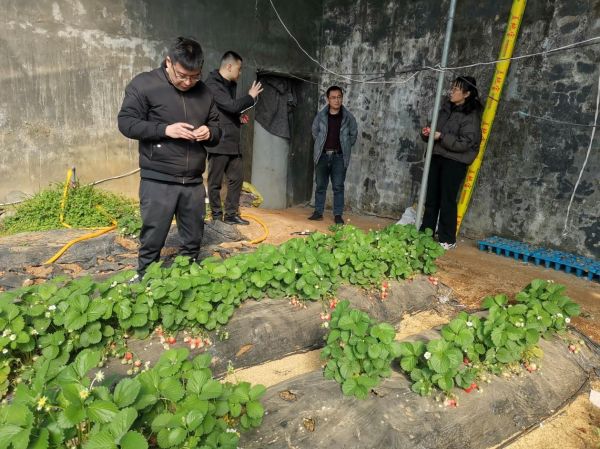 肥城市林业保护中心和新城办事处林果站相关领导来我公司视察工作