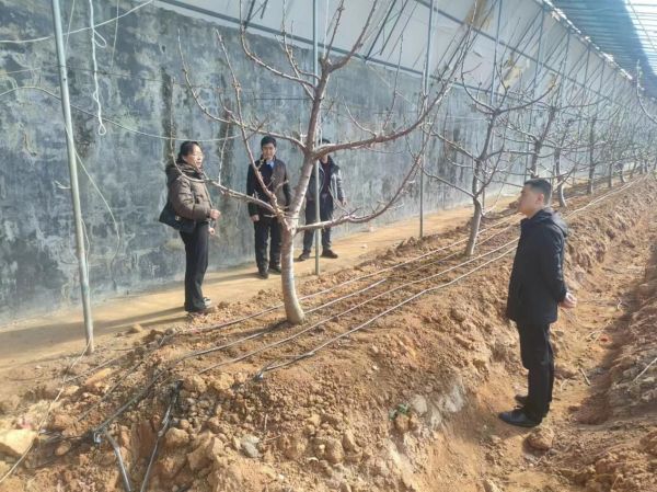 肥城市林业保护中心和新城办事处林果站相关领导来我公司视察工作
