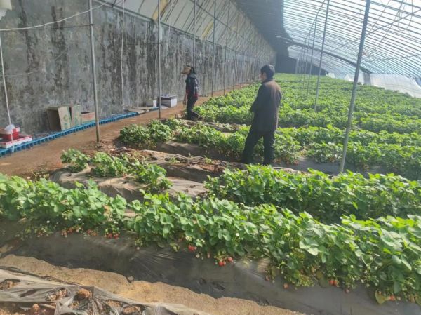 肥城市林业保护中心和新城办事处林果站相关领导来我公司视察工作