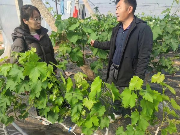 肥城市林业保护中心和新城办事处林果站相关领导来我公司视察工作