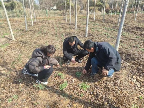 肥城市林业保护中心和新城办事处林果站相关领导来我公司视察工作