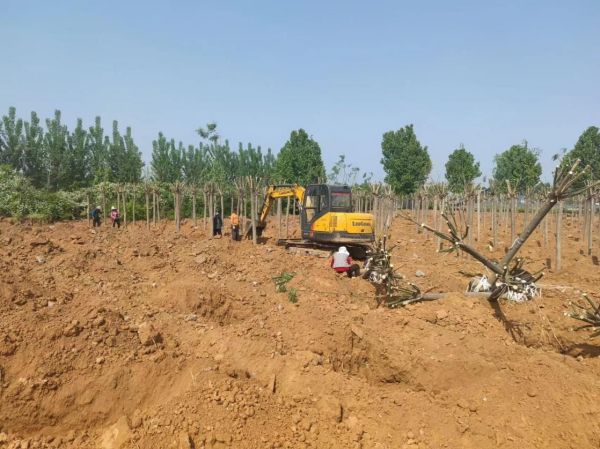基地专业苗木销售、品种丰富、现挖现发