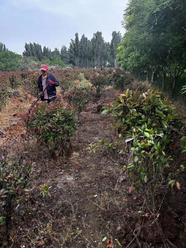 基地专业苗木销售、品种丰富、现挖现发