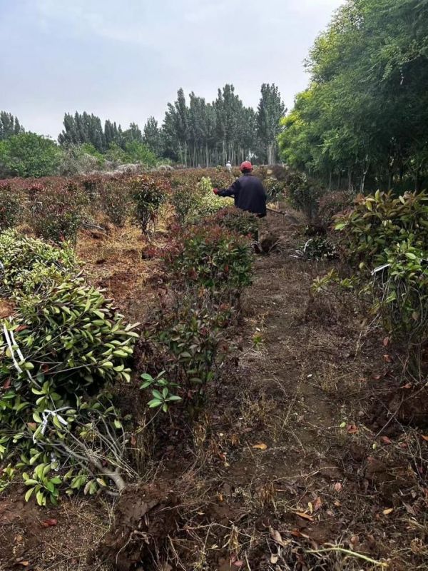 基地专业苗木销售、品种丰富、现挖现发