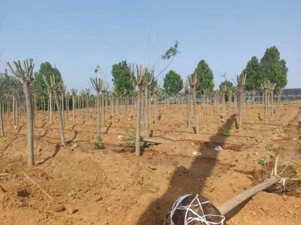 基地专业苗木销售、品种丰富、现挖现发