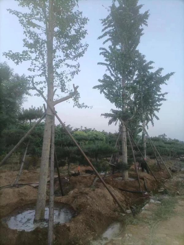 基地专业苗木销售、品种丰富、现挖现发